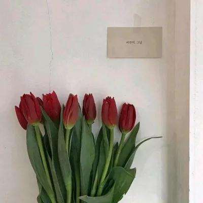 苍穹战线果盘版安卓下载